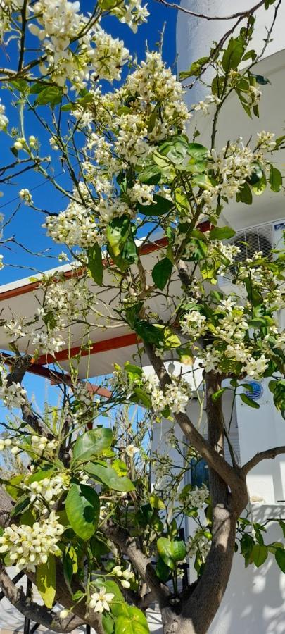 Silvi Mari Apartments Platanész Kültér fotó